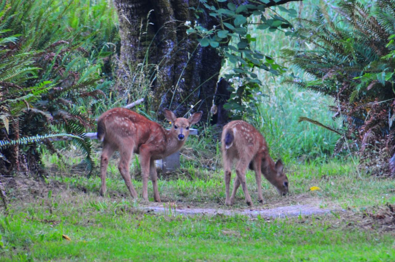 Lucky Mud Inn And Disc Golf Resort Skamokawa Екстериор снимка
